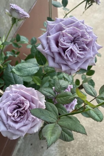 Троянда чайно-гібридна ’Дольчетто’|Hybrid tea rose ’Dolcetto’|Роза чайно-гибридная ’Дольчетто’ 